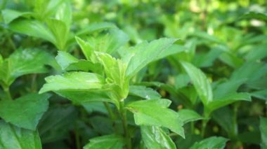 Sphagneticola trilobata 'nın doğal bir geçmişi var. Ayrıca Biscayne Körfezi sürünen öküzü, Singapur papatyası sürünen öküz gözü, takip eden papatya, gelincik.