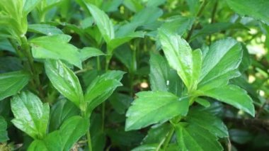 Sphagneticola trilobata 'nın doğal bir geçmişi var. Ayrıca Biscayne Körfezi sürünen öküzü, Singapur papatyası sürünen öküz gözü, takip eden papatya, gelincik.