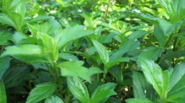 Sphagneticola trilobata 'nın doğal bir geçmişi var. Ayrıca Biscayne Körfezi sürünen öküzü, Singapur papatyası sürünen öküz gözü, takip eden papatya, gelincik.