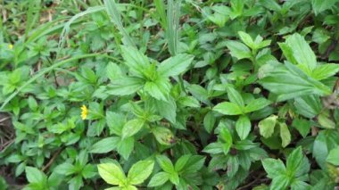 Sphagneticola trilobata 'nın doğal bir geçmişi var. Ayrıca Biscayne Körfezi sürünen öküzü, Singapur papatyası sürünen öküz gözü, takip eden papatya, gelincik.