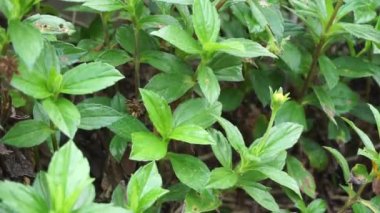 Sphagneticola trilobata 'nın doğal bir geçmişi var. Ayrıca Biscayne Körfezi sürünen öküzü, Singapur papatyası sürünen öküz gözü, takip eden papatya, gelincik.