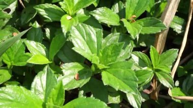 Sphagneticola trilobata 'nın doğal bir geçmişi var. Ayrıca Biscayne Körfezi sürünen öküzü, Singapur papatyası sürünen öküz gözü, takip eden papatya, gelincik.