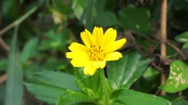 Sphagneticola trilobata 'nın doğal bir geçmişi var. Ayrıca Biscayne Körfezi sürünen öküzü, Singapur papatyası sürünen öküz gözü, takip eden papatya, gelincik.