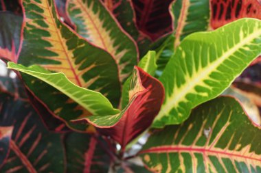 Bahçedeki kodiaeum çeşidi (Croton, Variegated Laurel, Garden Croton, Orange Jessamine, puring). Yakından bakınca geniş ve renkli yaprakları olan egzotik botanik yeşil bitkiler..