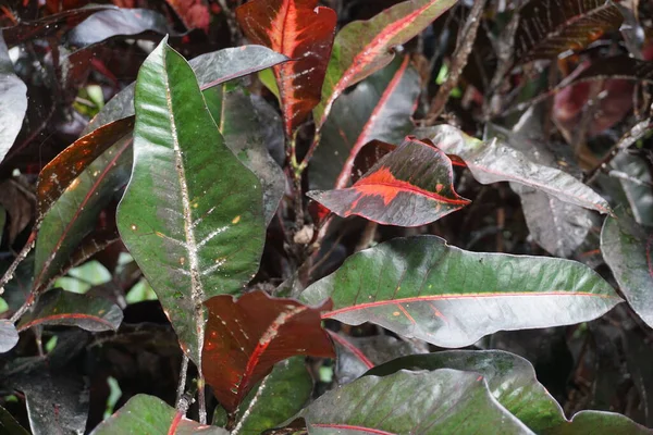 Bahçedeki kodiaeum çeşidi (Croton, Variegated Laurel, Garden Croton, Orange Jessamine, puring). Yakından bakınca geniş ve renkli yaprakları olan egzotik botanik yeşil bitkiler..