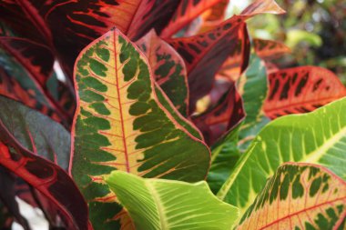 Bahçedeki kodiaeum çeşidi (Croton, Variegated Laurel, Garden Croton, Orange Jessamine, puring). Yakından bakınca geniş ve renkli yaprakları olan egzotik botanik yeşil bitkiler..