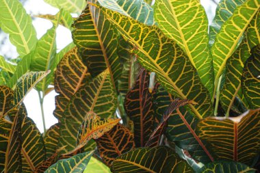 Bahçedeki kodiaeum çeşidi (Croton, Variegated Laurel, Garden Croton, Orange Jessamine, puring). Yakından bakınca geniş ve renkli yaprakları olan egzotik botanik yeşil bitkiler..