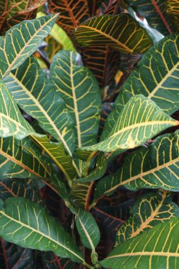 Bahçedeki kodiaeum çeşidi (Croton, Variegated Laurel, Garden Croton, Orange Jessamine, puring). Yakından bakınca geniş ve renkli yaprakları olan egzotik botanik yeşil bitkiler..