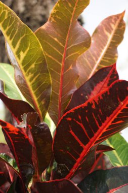 Bahçedeki kodiaeum çeşidi (Croton, Variegated Laurel, Garden Croton, Orange Jessamine, puring). Yakından bakınca geniş ve renkli yaprakları olan egzotik botanik yeşil bitkiler..