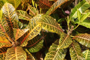 Bahçedeki kodiaeum çeşidi (Croton, Variegated Laurel, Garden Croton, Orange Jessamine, puring). Yakından bakınca geniş ve renkli yaprakları olan egzotik botanik yeşil bitkiler..