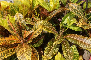 Bahçedeki kodiaeum çeşidi (Croton, Variegated Laurel, Garden Croton, Orange Jessamine, puring). Yakından bakınca geniş ve renkli yaprakları olan egzotik botanik yeşil bitkiler..