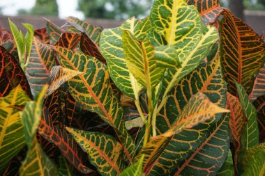 Bahçedeki kodiaeum çeşidi (Croton, Variegated Laurel, Garden Croton, Orange Jessamine, puring). Yakından bakınca geniş ve renkli yaprakları olan egzotik botanik yeşil bitkiler..