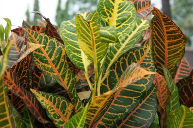 Bahçedeki kodiaeum çeşidi (Croton, Variegated Laurel, Garden Croton, Orange Jessamine, puring). Yakından bakınca geniş ve renkli yaprakları olan egzotik botanik yeşil bitkiler..