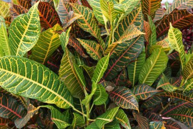 Bahçedeki kodiaeum çeşidi (Croton, Variegated Laurel, Garden Croton, Orange Jessamine, puring). Yakından bakınca geniş ve renkli yaprakları olan egzotik botanik yeşil bitkiler..