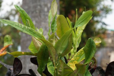 Bahçedeki kodiaeum çeşidi (Croton, Variegated Laurel, Garden Croton, Orange Jessamine, puring). Yakından bakınca geniş ve renkli yaprakları olan egzotik botanik yeşil bitkiler..