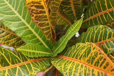 Bahçedeki kodiaeum çeşidi (Croton, Variegated Laurel, Garden Croton, Orange Jessamine, puring). Yakından bakınca geniş ve renkli yaprakları olan egzotik botanik yeşil bitkiler..