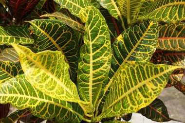 Bahçedeki kodiaeum çeşidi (Croton, Variegated Laurel, Garden Croton, Orange Jessamine, puring). Yakından bakınca geniş ve renkli yaprakları olan egzotik botanik yeşil bitkiler..