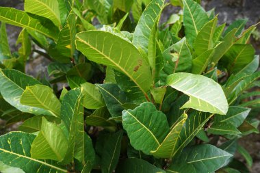 Bahçedeki kodiaeum çeşidi (Croton, Variegated Laurel, Garden Croton, Orange Jessamine, puring). Yakından bakınca geniş ve renkli yaprakları olan egzotik botanik yeşil bitkiler..