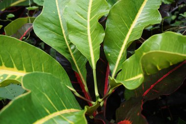 Bahçedeki kodiaeum çeşidi (Croton, Variegated Laurel, Garden Croton, Orange Jessamine, puring). Yakından bakınca geniş ve renkli yaprakları olan egzotik botanik yeşil bitkiler..