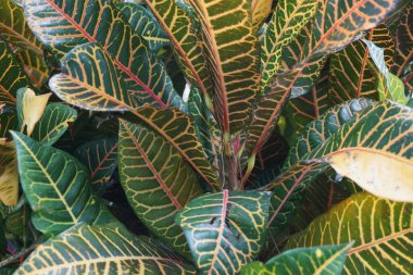 Bahçedeki kodiaeum çeşidi (Croton, Variegated Laurel, Garden Croton, Orange Jessamine, puring). Yakından bakınca geniş ve renkli yaprakları olan egzotik botanik yeşil bitkiler..