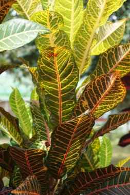 Bahçedeki kodiaeum çeşidi (Croton, Variegated Laurel, Garden Croton, Orange Jessamine, puring). Yakından bakınca geniş ve renkli yaprakları olan egzotik botanik yeşil bitkiler..