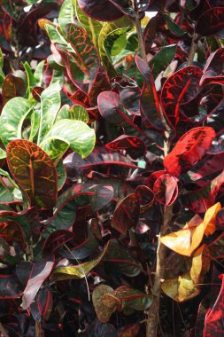 Bahçedeki kodiaeum çeşidi (Croton, Variegated Laurel, Garden Croton, Orange Jessamine, puring). Yakından bakınca geniş ve renkli yaprakları olan egzotik botanik yeşil bitkiler..