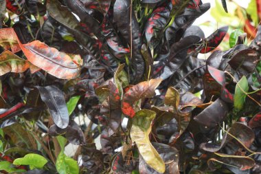 Bahçedeki kodiaeum çeşidi (Croton, Variegated Laurel, Garden Croton, Orange Jessamine, puring). Yakından bakınca geniş ve renkli yaprakları olan egzotik botanik yeşil bitkiler..