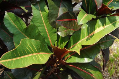Bahçedeki kodiaeum çeşidi (Croton, Variegated Laurel, Garden Croton, Orange Jessamine, puring). Yakından bakınca geniş ve renkli yaprakları olan egzotik botanik yeşil bitkiler..