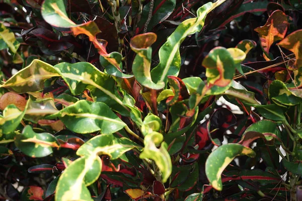 Codiaeum Variegatum Croton Variegated Laurel Garden Croton Orange Jessamine Puring — Fotografia de Stock