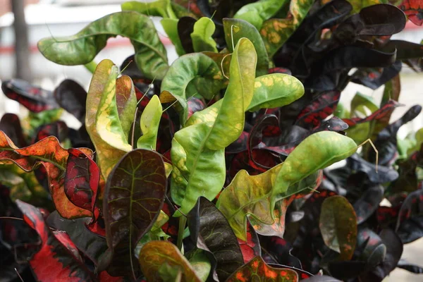 Codiaeum Variegatum Croton Variegated Laurel Garden Croton Orange Jessamine Puring — Fotografia de Stock