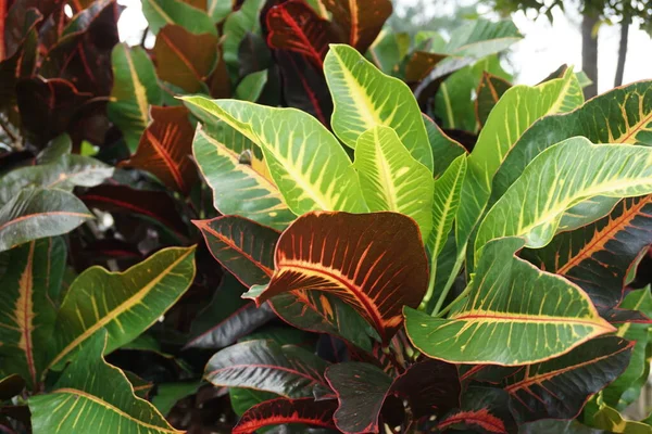 Codiaeum Variegatum Croton Laurel Variado Garden Croton Jessamine Naranja Puring — Foto de Stock