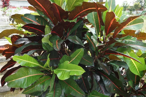 Codiaeum Variegatum Croton Variegated Laurel Garden Croton Orange Jessamine Puring — Stok Foto