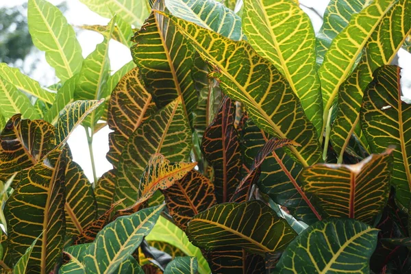 Codiaeum Variegatum Croton Laurel Variado Garden Croton Jessamine Naranja Puring —  Fotos de Stock