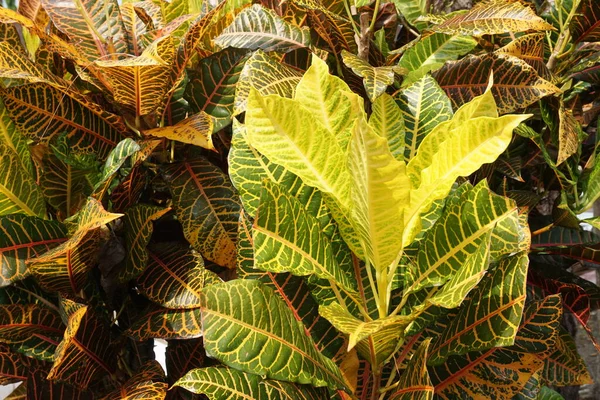 Codiaeum Variegatum Croton Variegated Laurel Garden Croton Orange Jessamine Puring — Fotografia de Stock