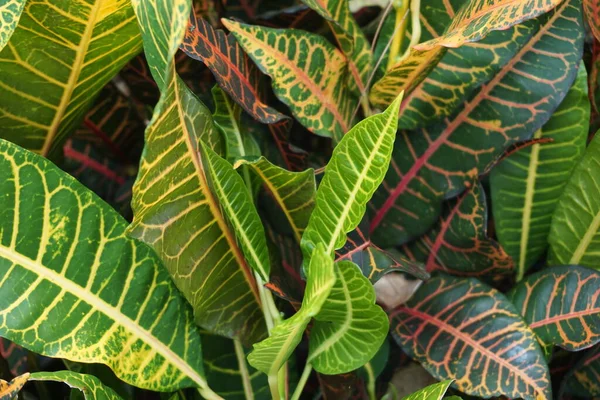 Codiaeum Variegatum Croton Variegated Laurel Garden Croton Orange Jessamine Puring — Fotografia de Stock