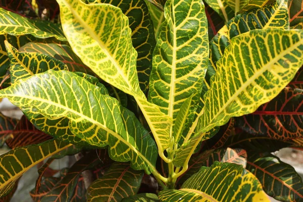 园中的Codiaeum Variegatum Croton Variegated Laurel Garden Croton Orange Jessamine Puring — 图库照片