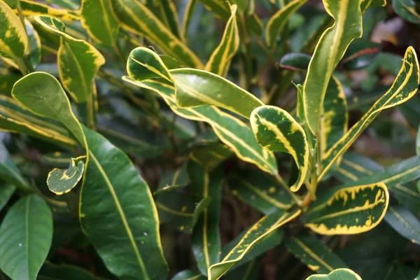 Bahçedeki Kodiaeum Çeşidi Croton Variegated Laurel Garden Croton Orange Jessamine — Stok fotoğraf