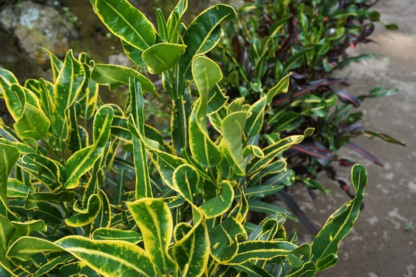 Codiaeum Variegatum Croton Laurel Variado Garden Croton Jessamine Naranja Puring —  Fotos de Stock