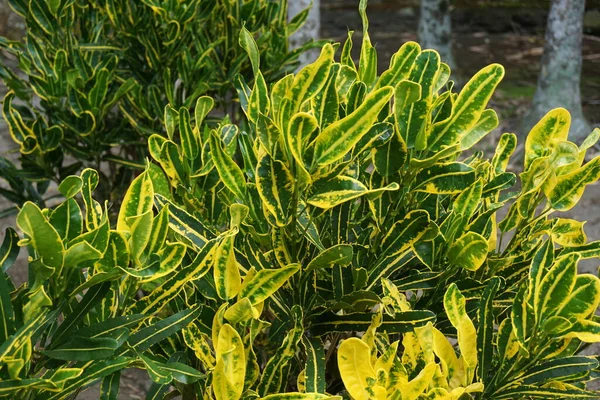 Codiaeum Variegatum Croton Variegated Laurel Garden Croton Orange Jessamine Puring — Φωτογραφία Αρχείου