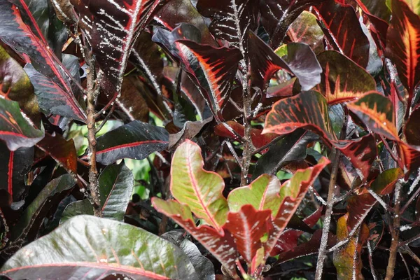 Codiaeum Variegatum Croton Variegated Laurel Garden Croton Orange Jessamine Puring — Foto Stock