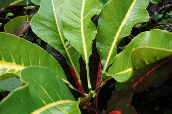 Bahçedeki kodiaeum çeşidi (Croton, Variegated Laurel, Garden Croton, Orange Jessamine, puring). Yakından bakınca geniş ve renkli yaprakları olan egzotik botanik yeşil bitkiler..