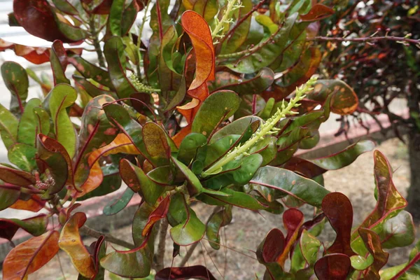 Codiaeum Variegatum Croton Laurel Variado Garden Croton Jessamine Naranja Puring —  Fotos de Stock