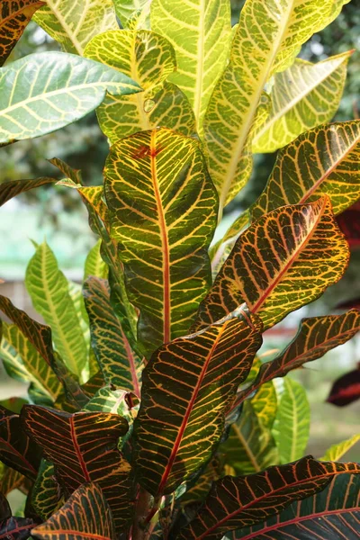 Codiaeum Variegatum Croton Laurel Variado Garden Croton Jessamine Naranja Puring — Foto de Stock