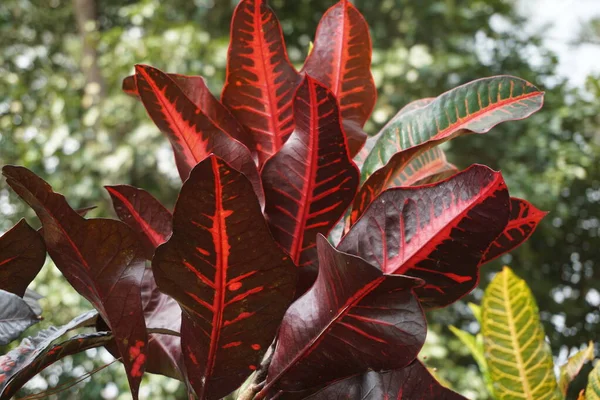 Codiaeum Variegatum Croton Variegated Laurel Garden Croton Orange Jessamine Puring — Fotografia de Stock