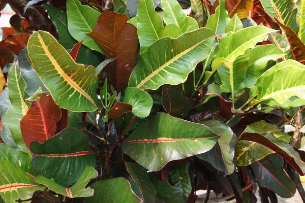 Bahçedeki Kodiaeum Çeşidi Croton Variegated Laurel Garden Croton Orange Jessamine — Stok fotoğraf