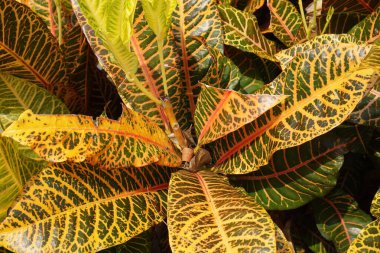 Bahçedeki kodiaeum çeşidi (Croton, Variegated Laurel, Garden Croton, Orange Jessamine, puring). Yakından bakınca geniş ve renkli yaprakları olan egzotik botanik yeşil bitkiler..