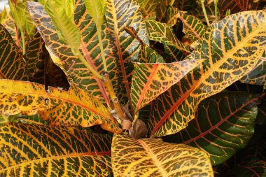 Bahçedeki kodiaeum çeşidi (Croton, Variegated Laurel, Garden Croton, Orange Jessamine, puring). Yakından bakınca geniş ve renkli yaprakları olan egzotik botanik yeşil bitkiler..