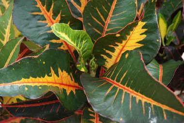 Bahçedeki kodiaeum çeşidi (Croton, Variegated Laurel, Garden Croton, Orange Jessamine, puring). Yakından bakınca geniş ve renkli yaprakları olan egzotik botanik yeşil bitkiler..