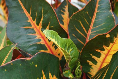Bahçedeki kodiaeum çeşidi (Croton, Variegated Laurel, Garden Croton, Orange Jessamine, puring). Yakından bakınca geniş ve renkli yaprakları olan egzotik botanik yeşil bitkiler..