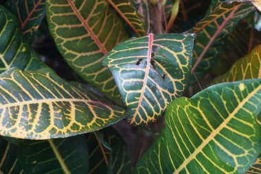Bahçedeki kodiaeum çeşidi (Croton, Variegated Laurel, Garden Croton, Orange Jessamine, puring). Yakından bakınca geniş ve renkli yaprakları olan egzotik botanik yeşil bitkiler..
